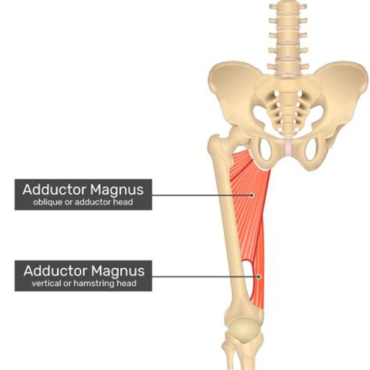 Is adductor magnus a hamstring?