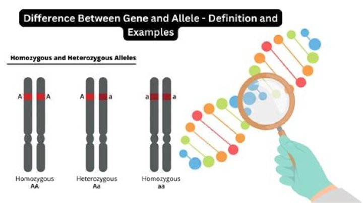 Is allelomorph the same as allele?