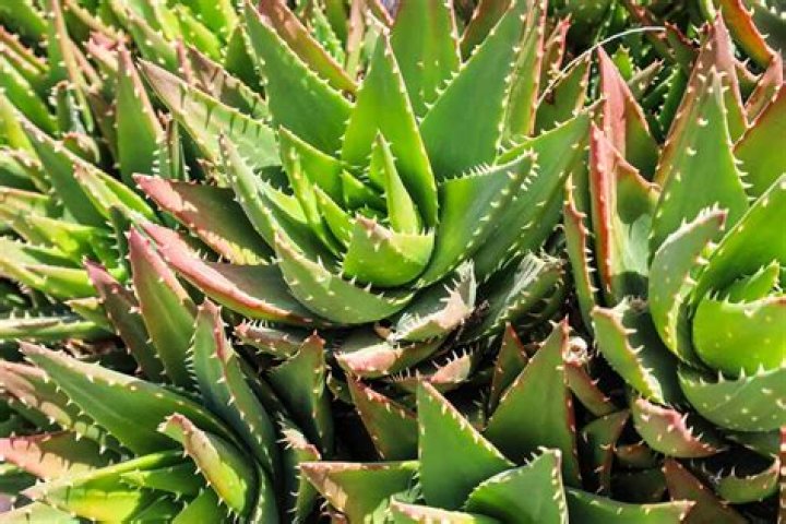 Is aloes good for your face?