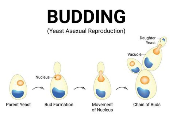 Is amoeba reproduces by budding?