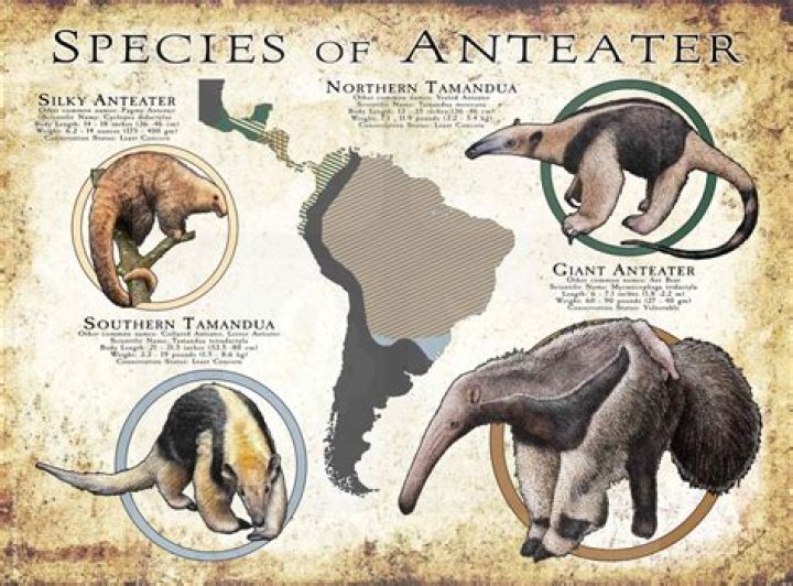 Is an anteater a reptile?