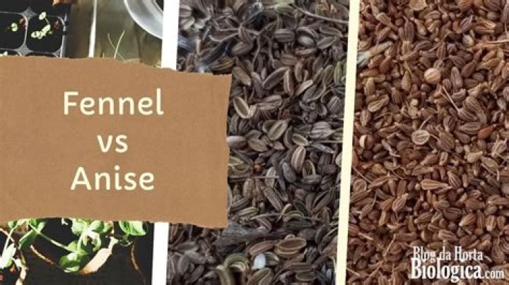 Is anise the same as fennel?