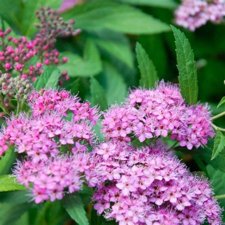 Is anthony waterer spirea invasive?
