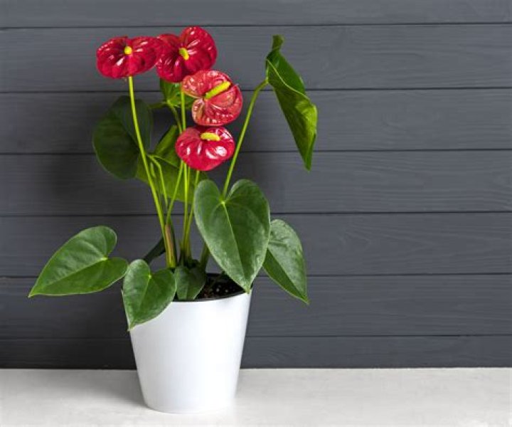 Is anthurium an indoor plant?