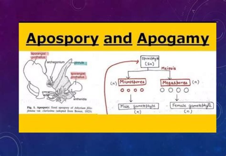 Is apospory and apogamy the same?