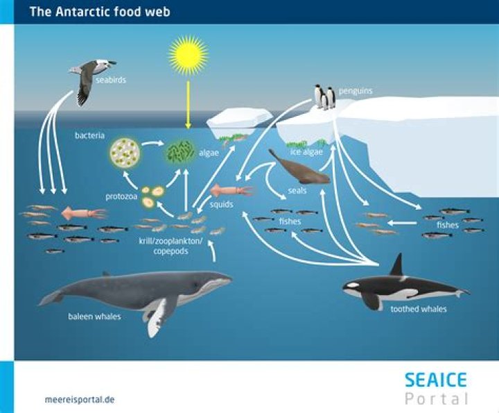 Is arctic and antarctic the same?