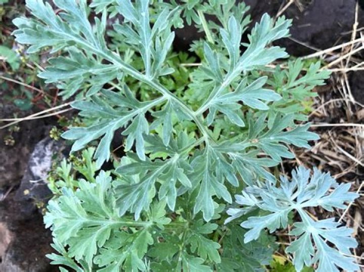 Is artemisia plant in nigeria?