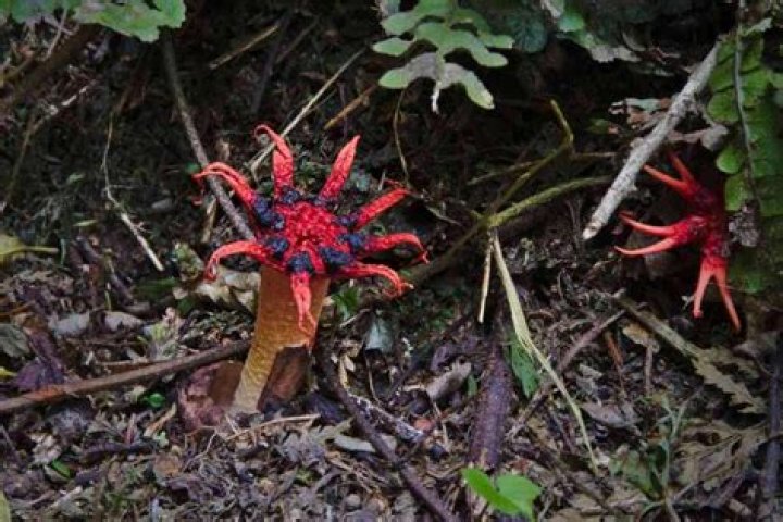 Is aseroe rubra edible?