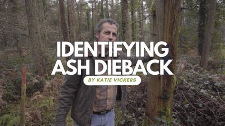 Is ash dieback fatal?
