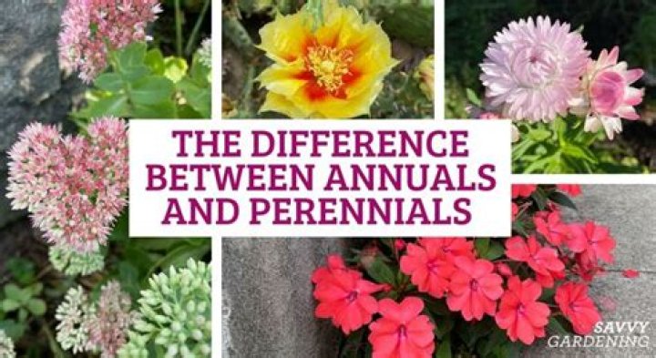 Is astilbe an annual or perennial?
