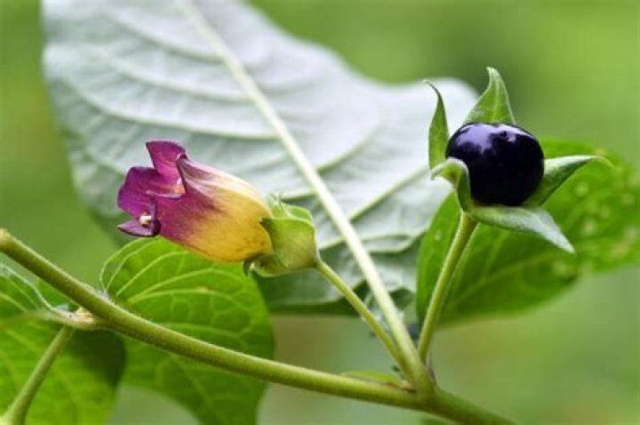 Is atropa belladonna poisonous?