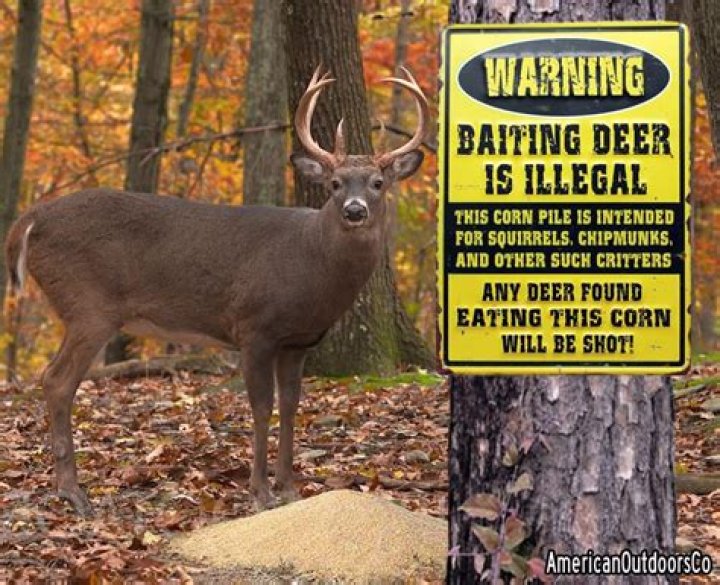 Is baiting deer legal in wisconsin?