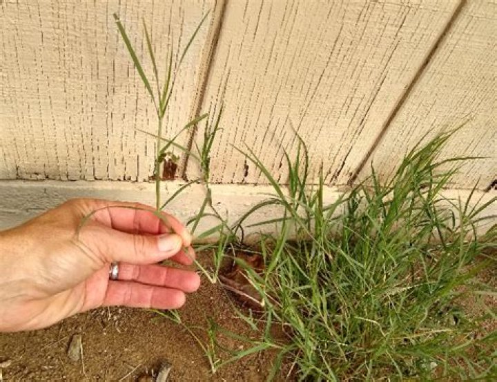 Is bermuda grass bad?