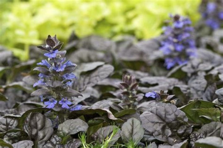 Is black scallop ajuga invasive?