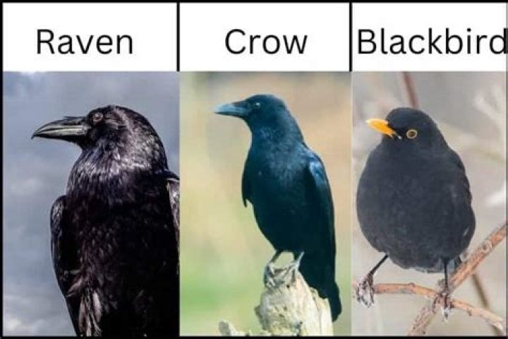 Is blackbird same as crow?