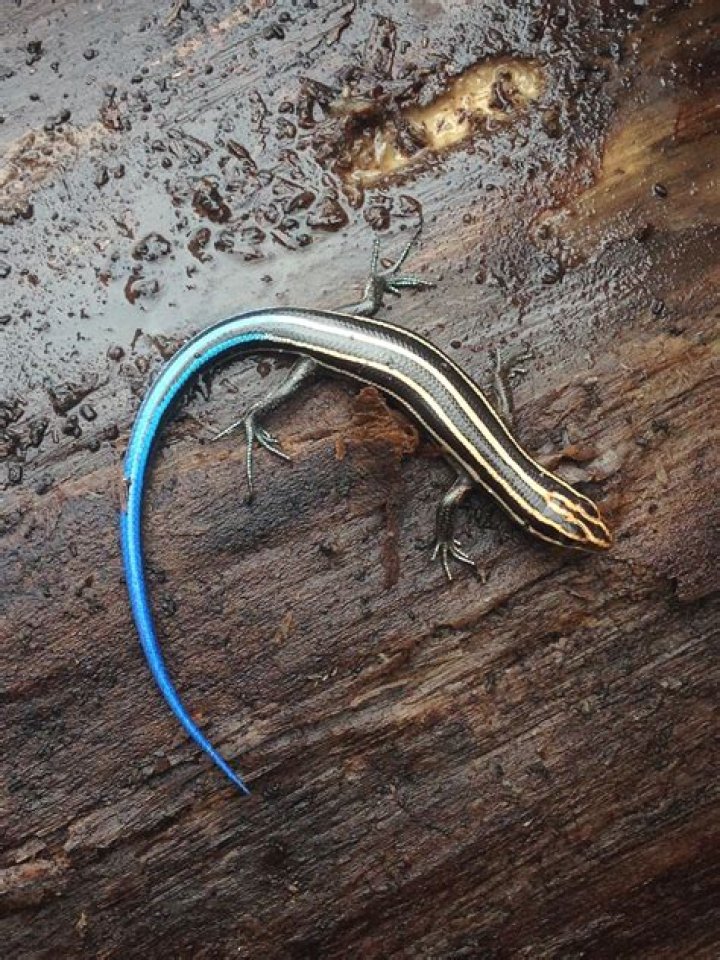 Is blue tailed skinks dangerous?