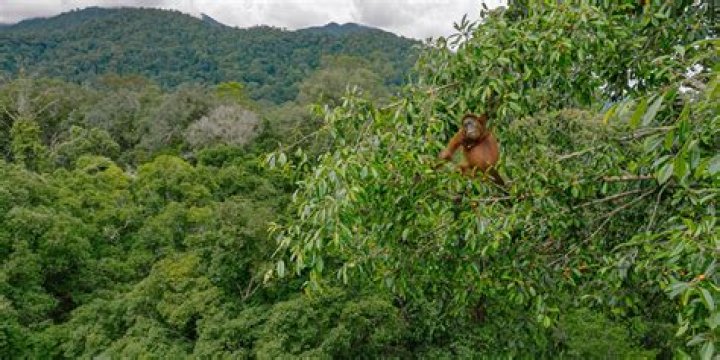 Is borneo forest protected?