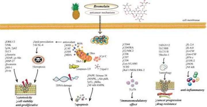 Is bromelain an enzyme?