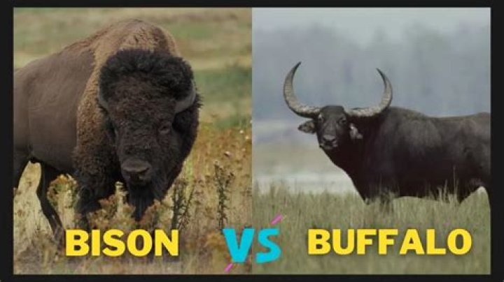 Is buffalo and bison the same?