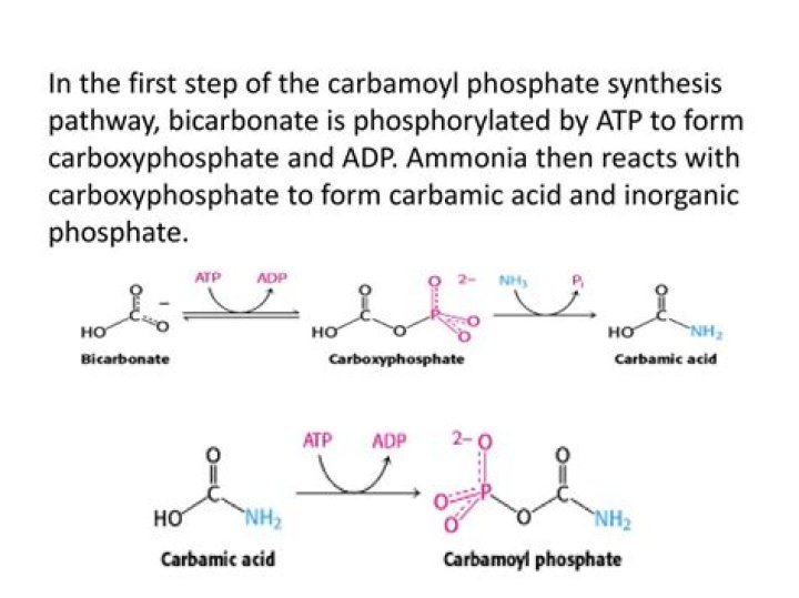Is carbamoyl phosphate an amino acid?