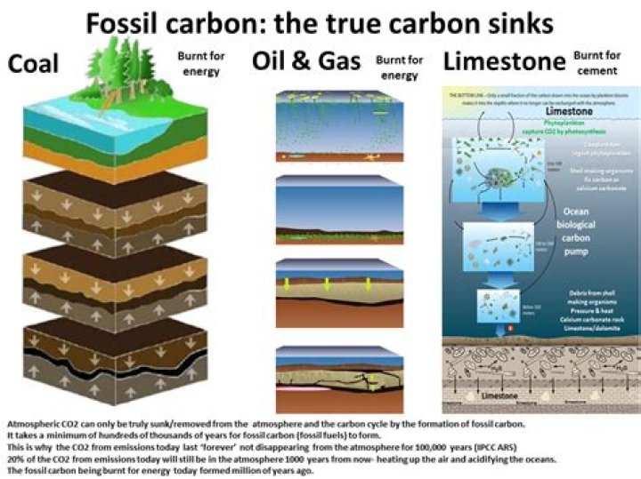 Is carbonization a fossil?