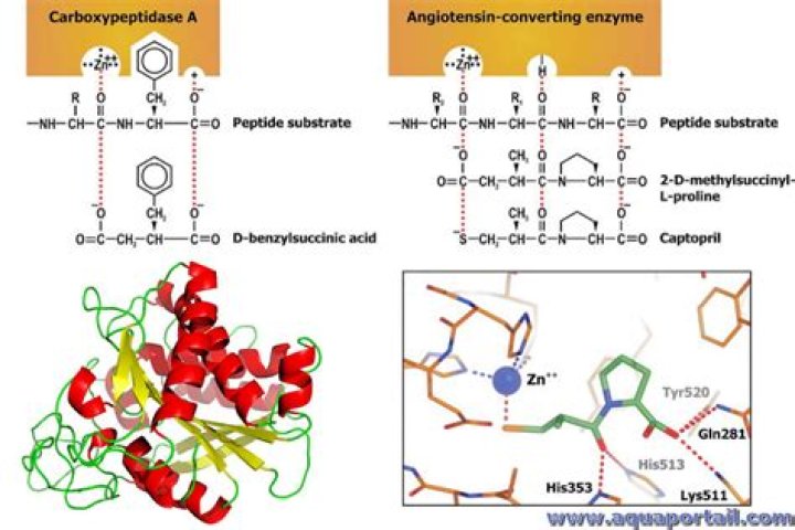 Is carboxypeptidase and aminopeptidase?