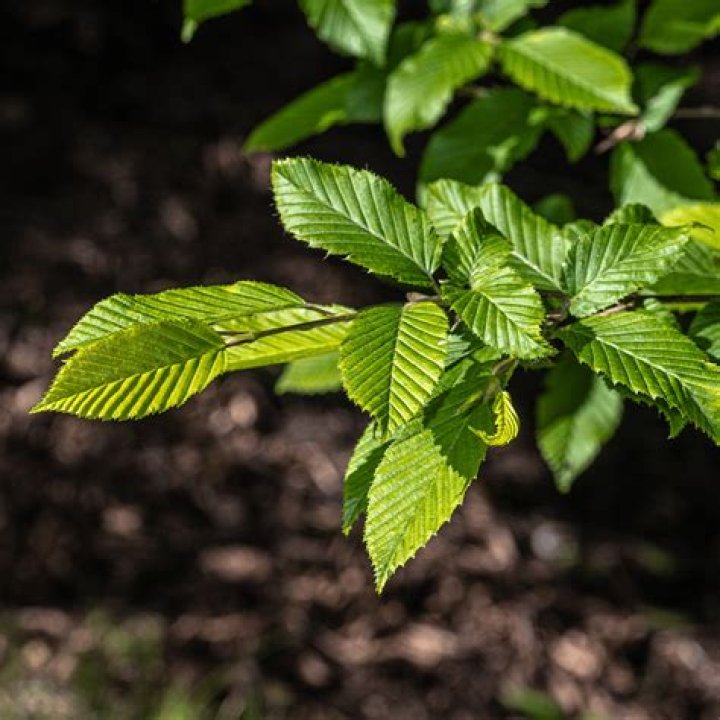 Is carpinus betulus fastigiata evergreen?