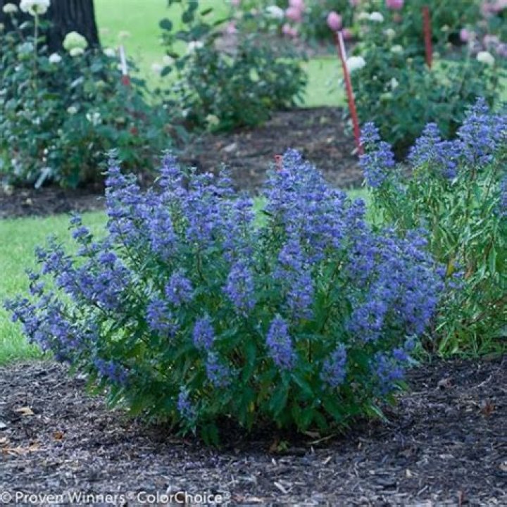 Is caryopteris a perennial?