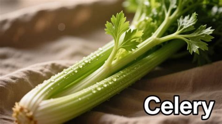 Is celery a vegetable?