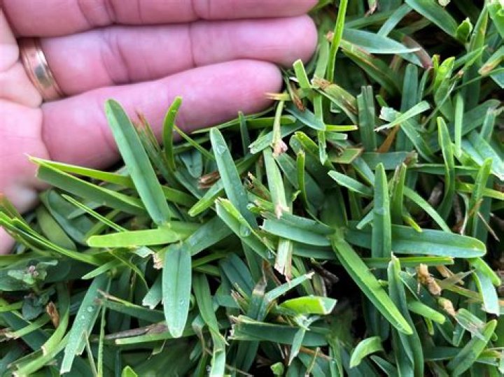 Is centipede grass the same as st augustine?