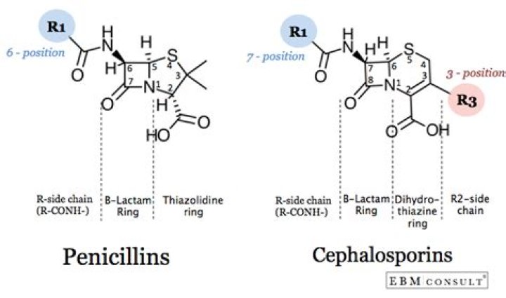 Is cephalosporin a penicillin?