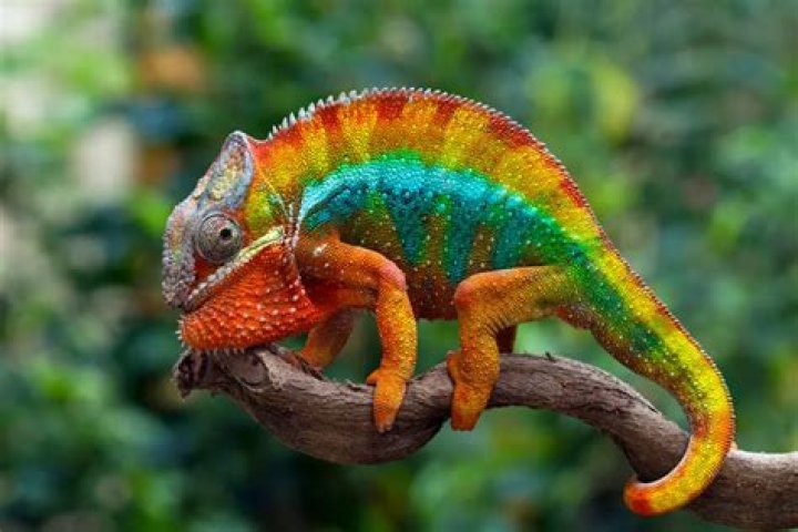 Is chameleon a mammal?