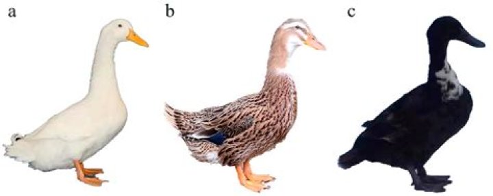 Is chickling a real word?