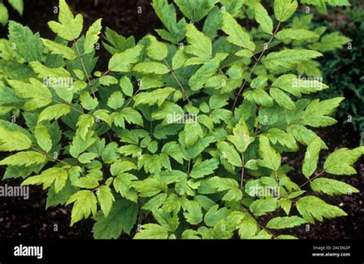 Is cimicifuga poisonous to dogs?