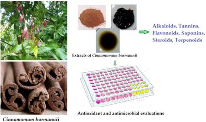 Is cinnamomum burmannii safe?