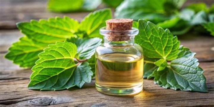 Is clary sage the same as sage?