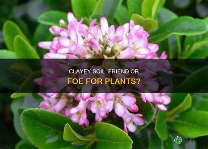 Is clayey soil good for plants?