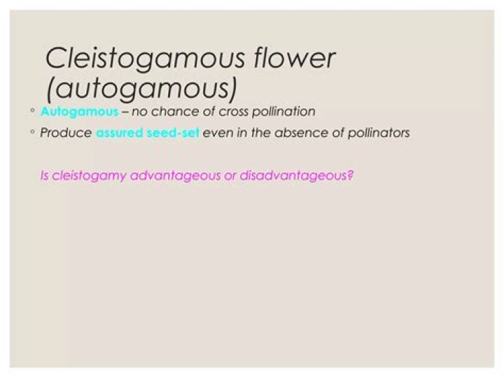 Is cleistogamy advantageous or disadvantageous?