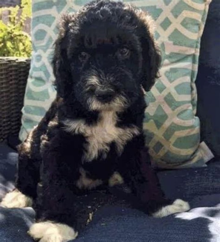Is clifford louis tomlinson's dog?