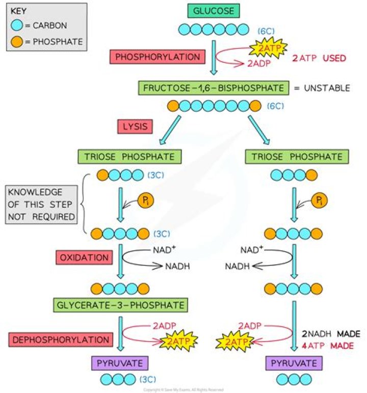 Is co2 produced in glycolysis?