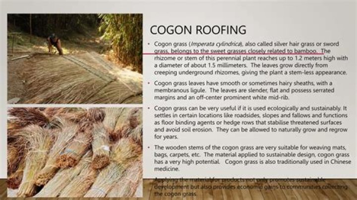 Is cogon grass edible?