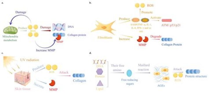 Is collagenase an exotoxin?