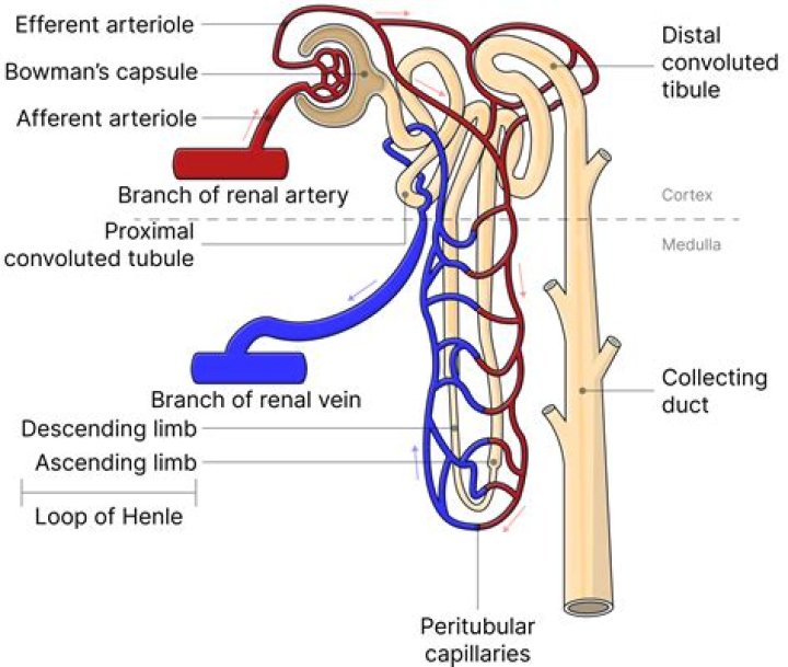 Is collecting duct in nephron?