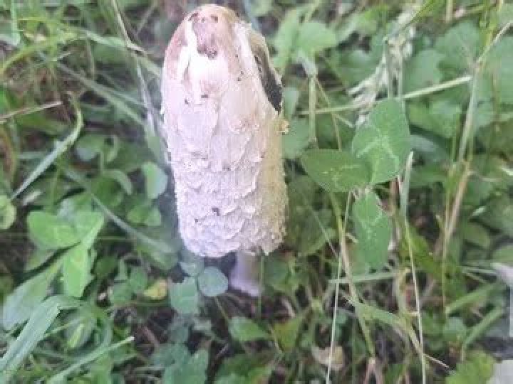 Is coprinus comatus edible?