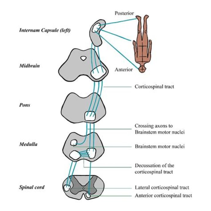 Is corticospinal tract spinal cord?