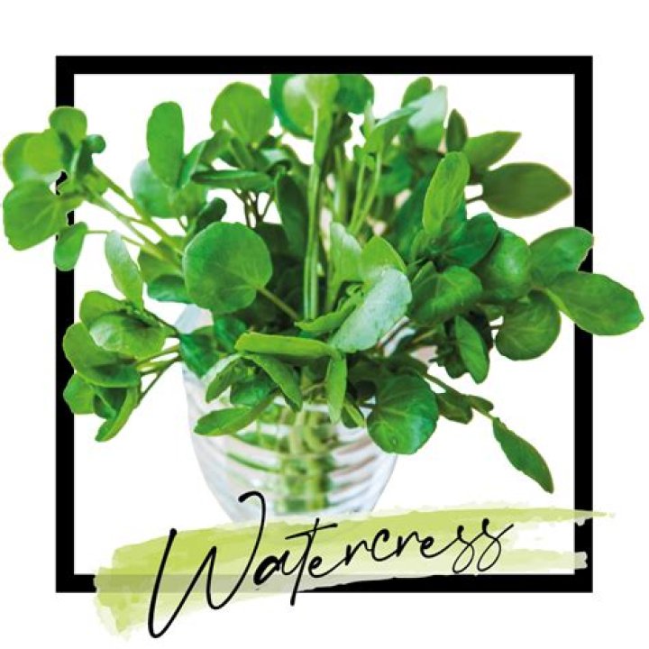 Is cress the same as watercress?