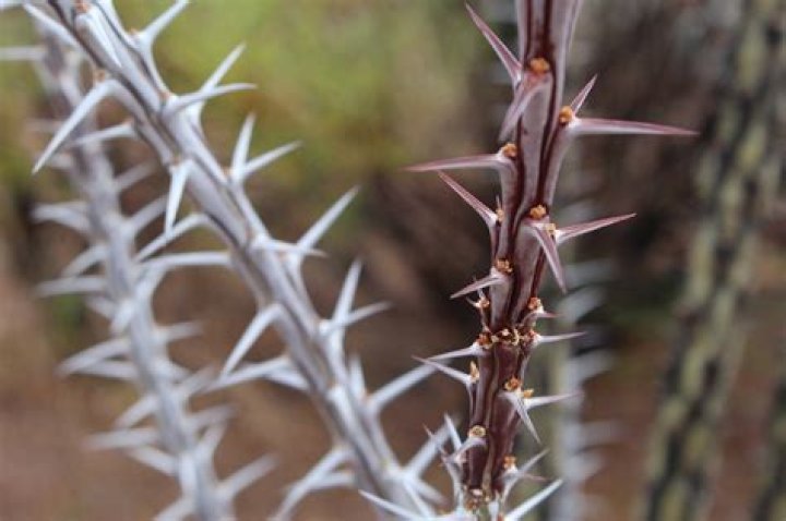 Is crown of thorns plant a cactus?