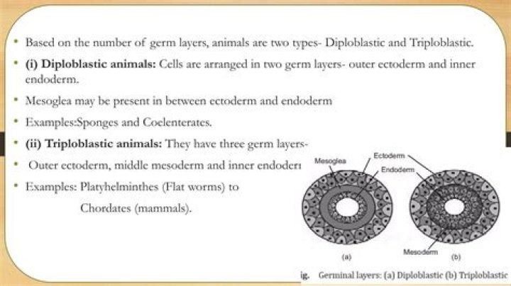 Is ctenophora diploblastic or triploblastic?