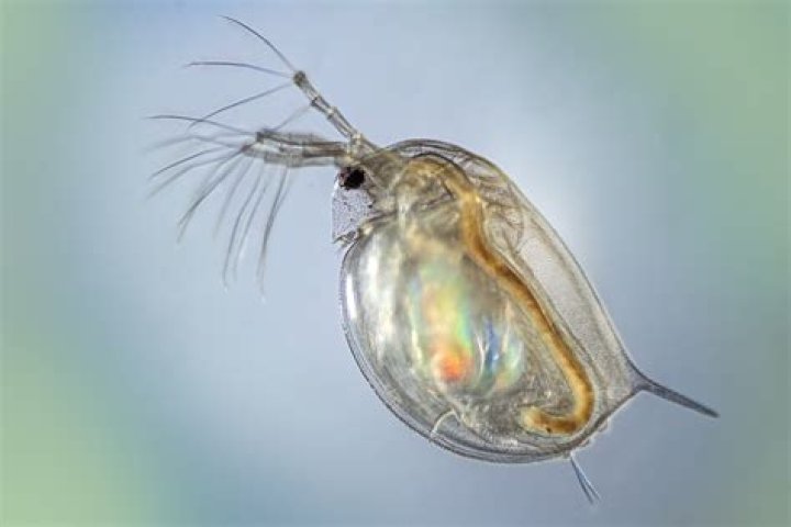 Is daphnia good for fish?