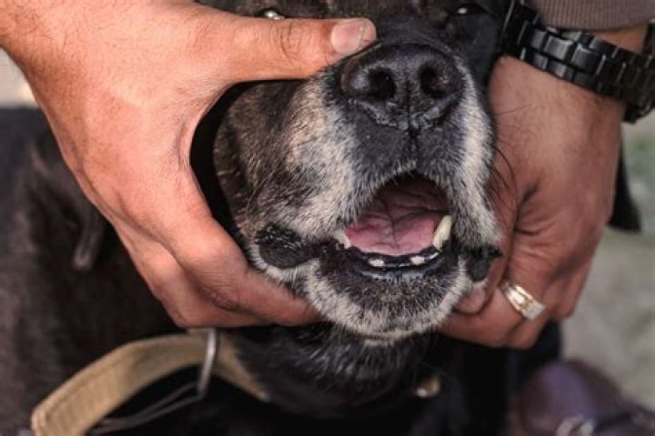 Is devocalization painful for dogs?